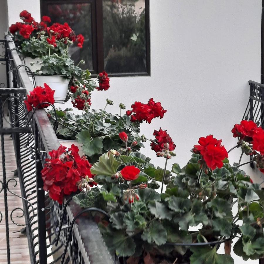 Casa Dana Olteanu Hotel Moeciu De Sus Exterior foto